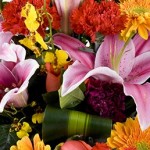 fresh colorful flowers