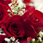 fresh roses