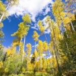 Aspens in Santa Fe National Forest