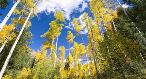 Aspens in Santa Fe National Forest