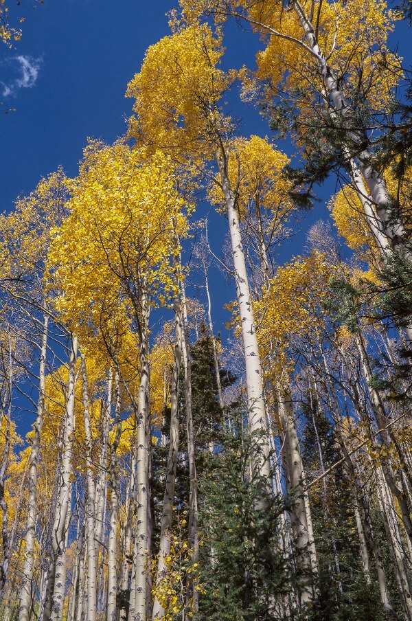 Santa Fe National Forest