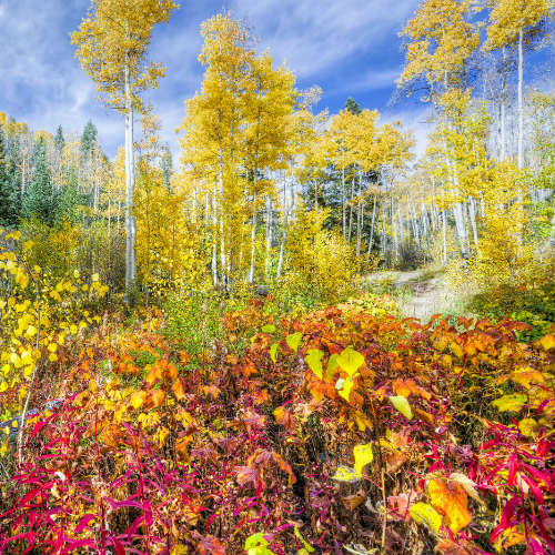 Aspen Trees in New Mexico