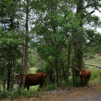 Cows along Pecos River Road