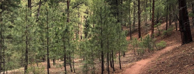 View along Santa Fe's Chamisa Hiking Trail