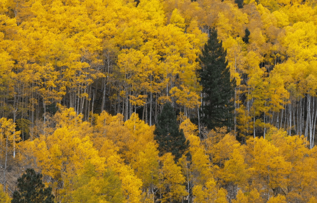 The Best Ways to Enjoy the Fall Foliage in Santa Fe, NM
