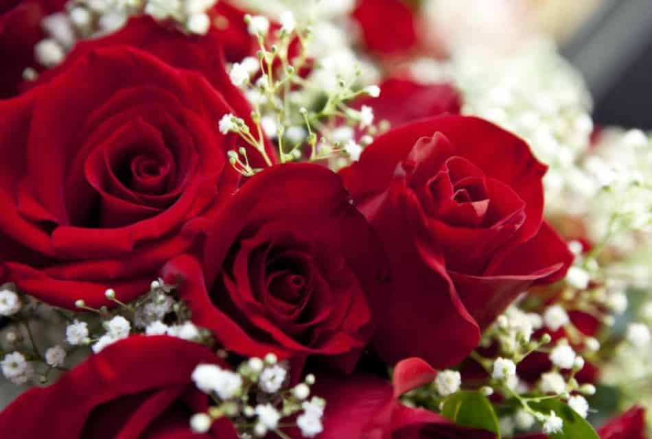 Red rose bouquet with white baby's breath.