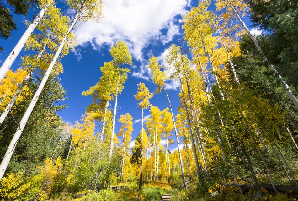 Tall Aspen trees turning yellow in the fall reach towards the bright blue sky.