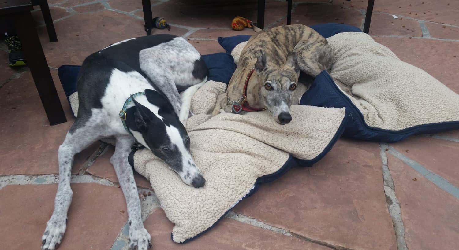 One black and white dog and one tan and gray dog laying on blue and white cushioned blankets