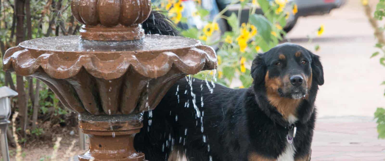 Large handsome black and tan dog stands next to stone fountain in the garden.