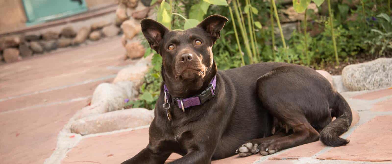 Pretty brown dog with striking amber eyes lying on stone flag walkway in garden.