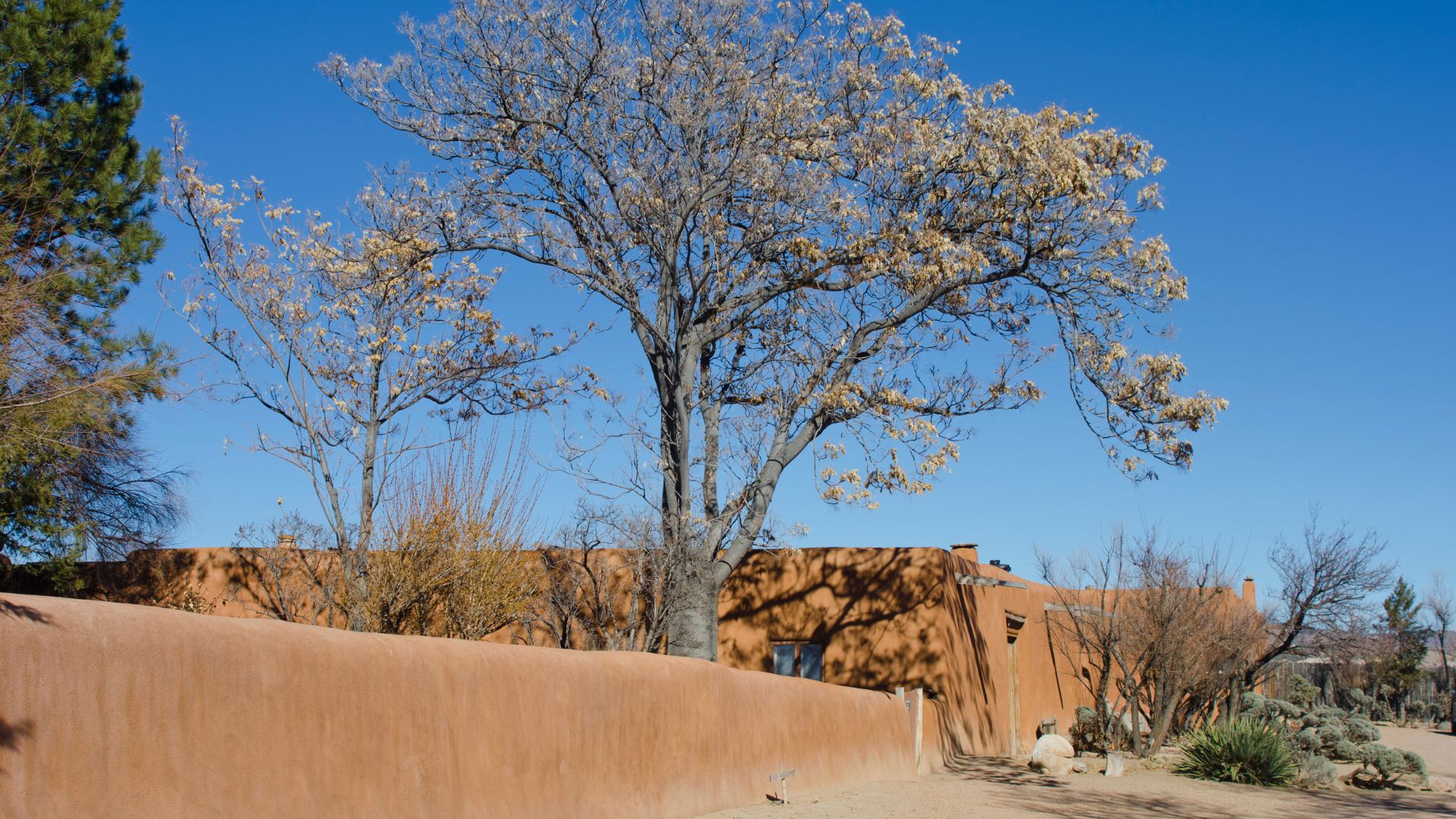 Exterior view of Georgia O'Keeffe's historic home with clay adobe wall and a flowering tree