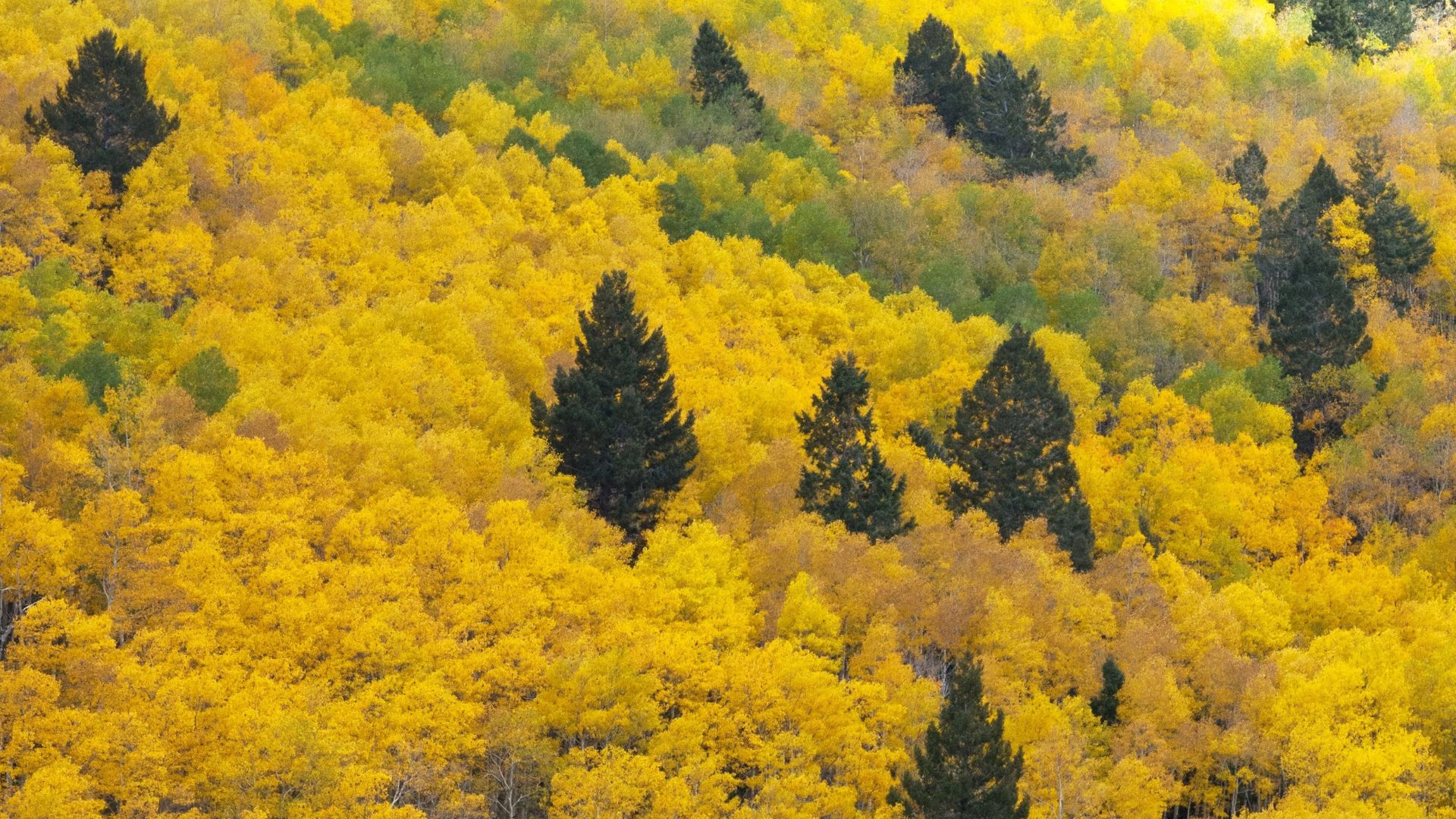 Stunning aerial view of bright yellow aspens in the fall