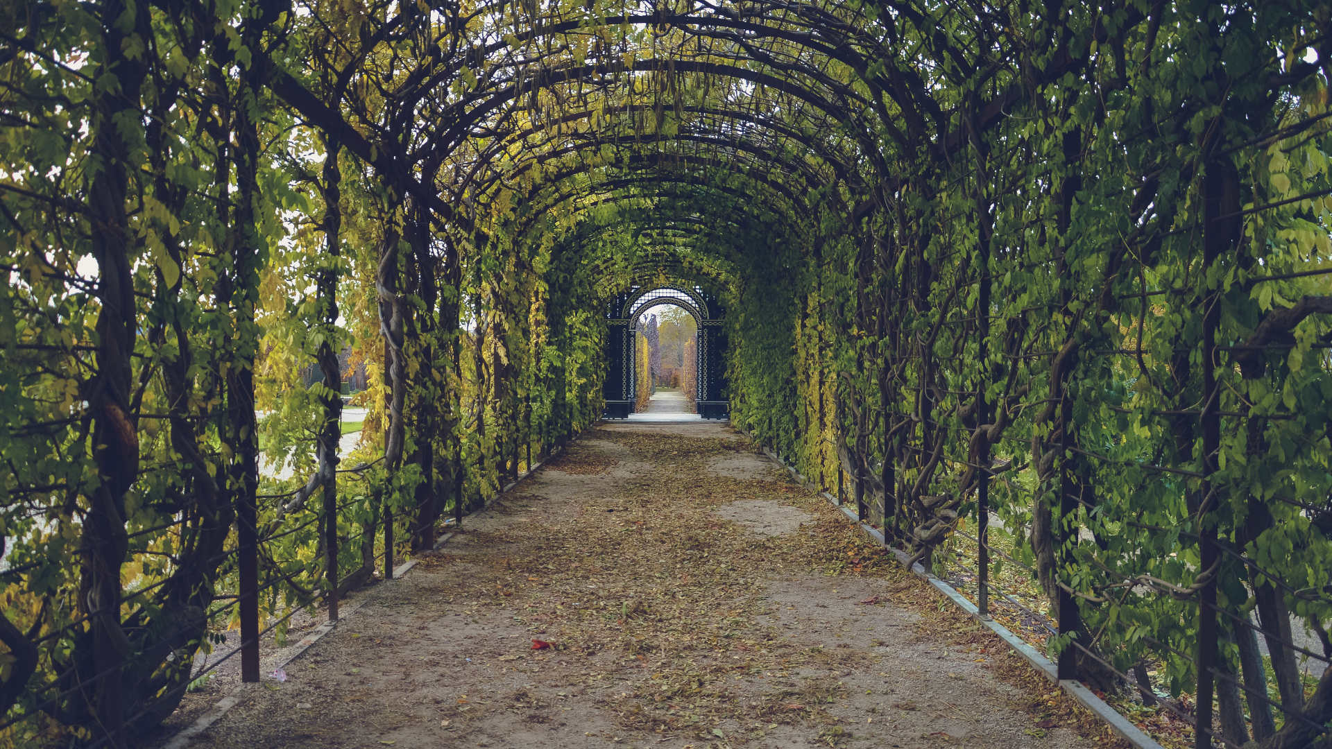 garden path leading through a long arched tunnel wrapped in green vines and foliage 