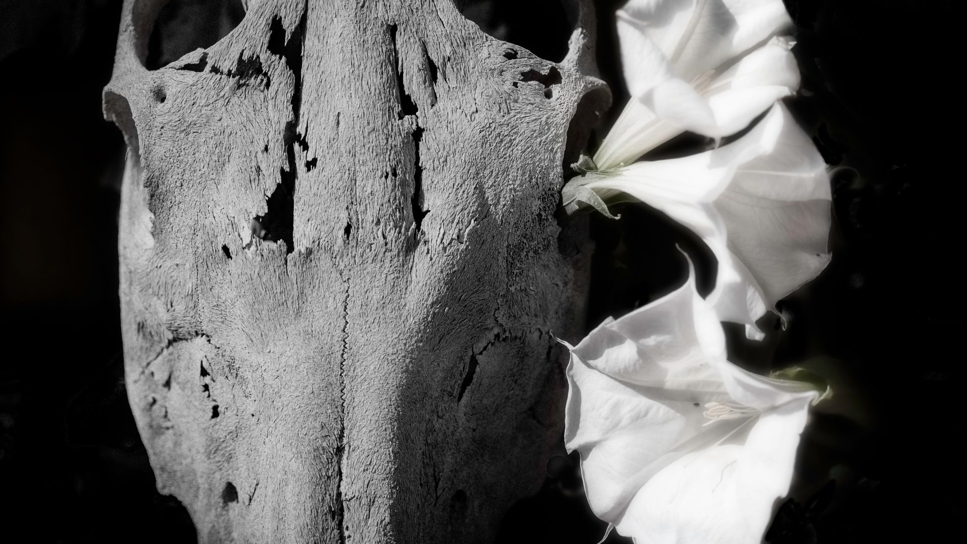 Black and white photograph of animal skull with white flowers attached