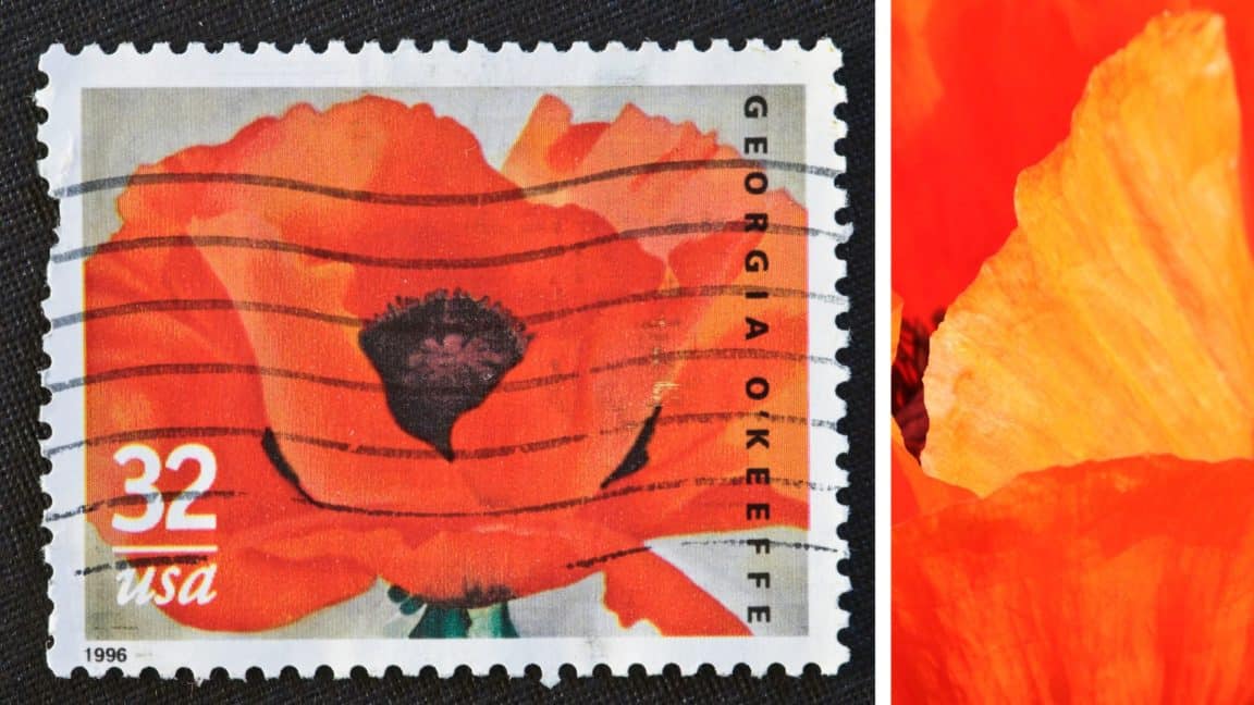 Postage stamp with one of Georgia O'Keeffe's flowers along with another similar painted flower