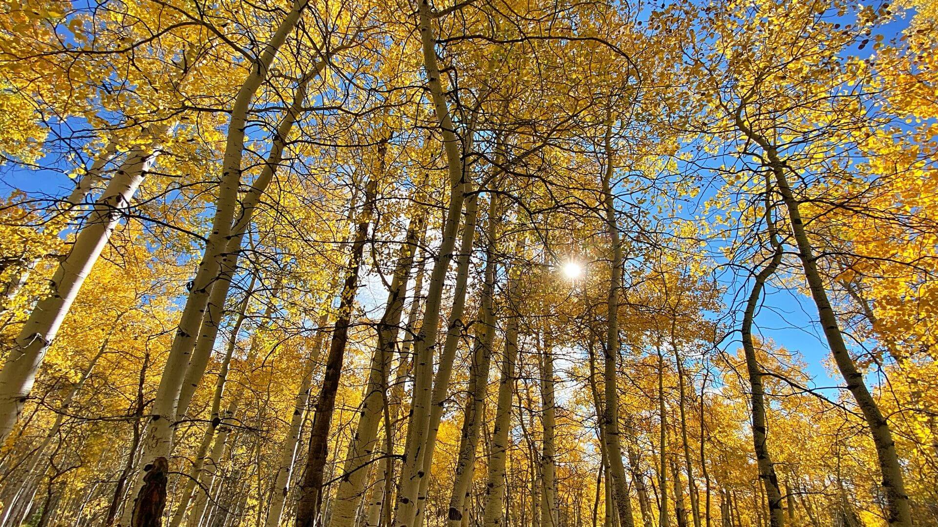 Golden aspen trees glowing in autumn sunlight, with white trunks, blue sky, and bright leaves overhead.