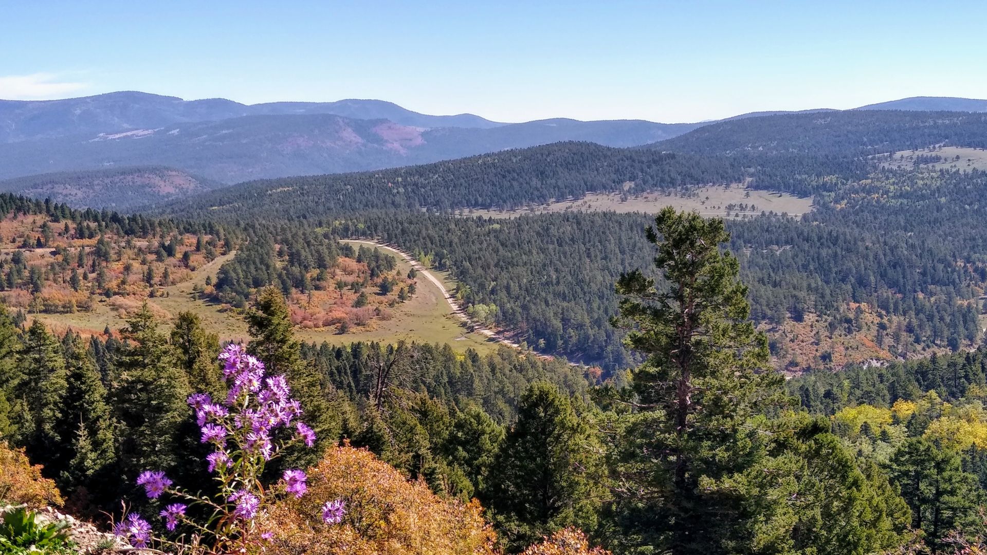 Stunning, mountainous, New Mexico scenery with evergreens and a purple flowering tree.