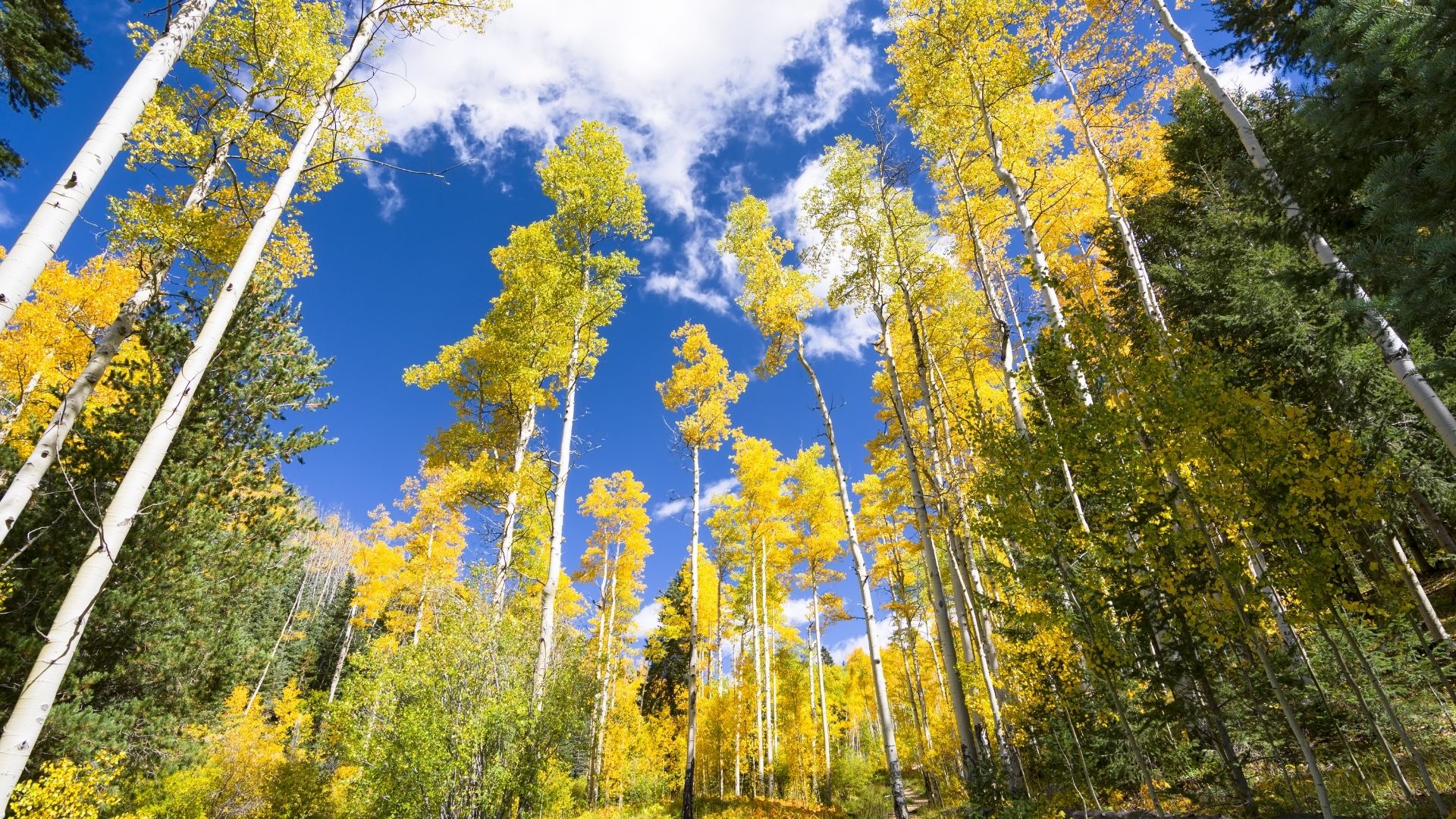 View of golden alpines looking up toward the tree tops against a bright blue sky