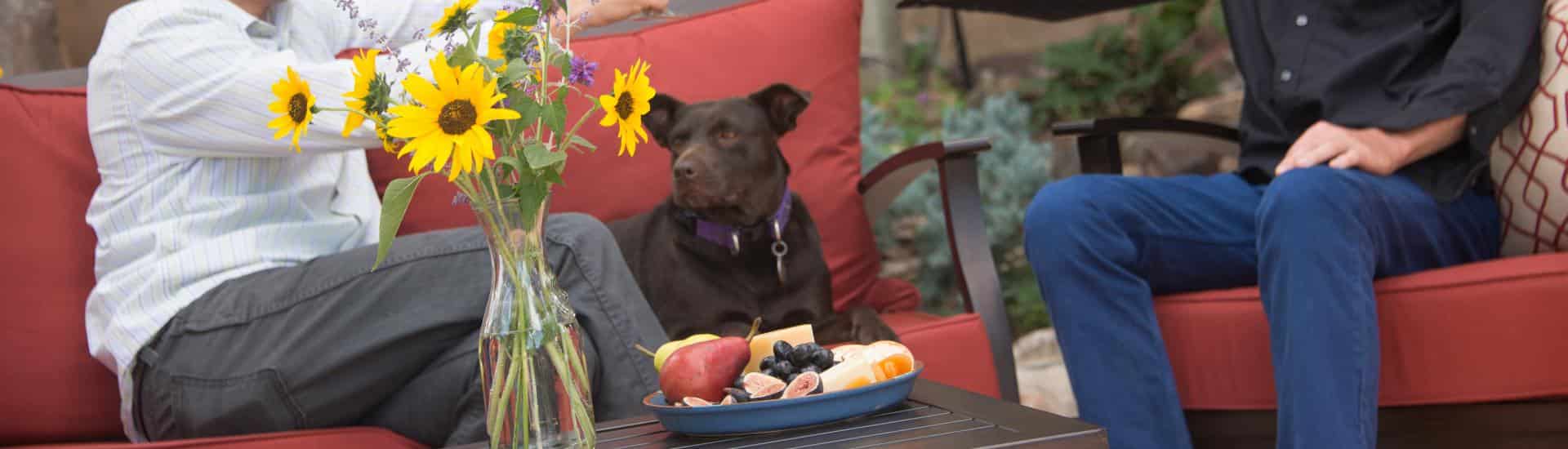 Dark brown dog sitting on red cushioned patio furniture with vase of yellow and purple flowers and plate of fruit and cheese on dark coffee table
