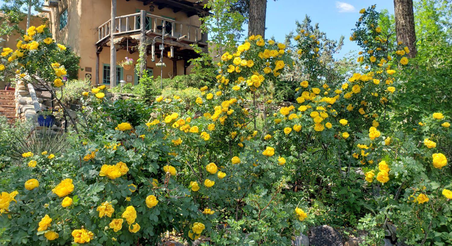 Close up view of yellow rose bushes with the property in the background