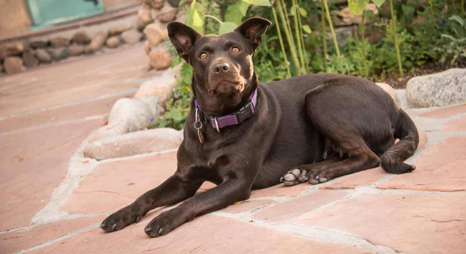 Brown dog laying down on stone walk way with green vegetation in the background